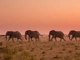 Africa 023 : Africa, Animal, Botswana, Elephant, Evening Glow, Makgadikgadi, Mammal, Nature